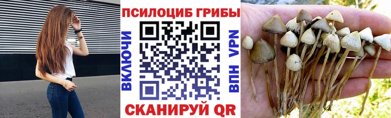 Псилоцибиновые грибы Cubensis Калтан